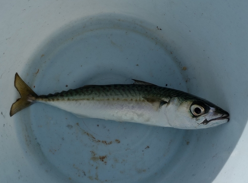 サバの釣果