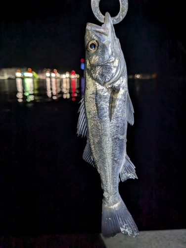 セイゴ（マルスズキ）の釣果