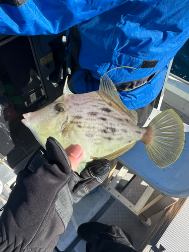 カワハギの釣果