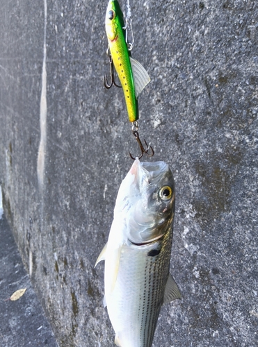 コノシロの釣果