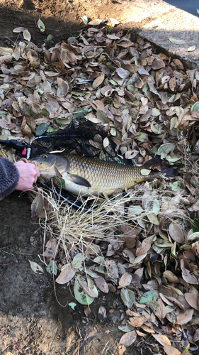 コイの釣果