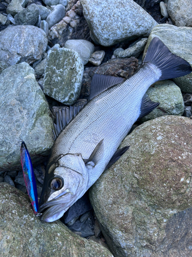 ヒラスズキの釣果