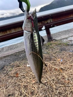 サゴシの釣果