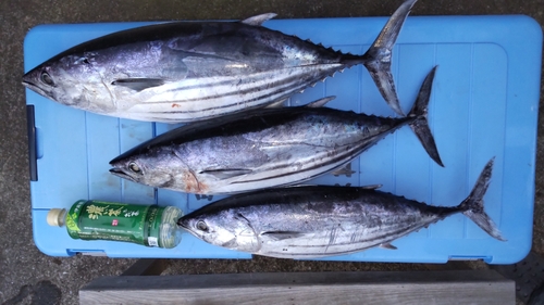 カツオの釣果