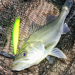 フッコ（マルスズキ）の釣果