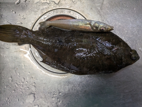 カレイの釣果