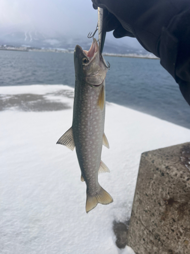 アメマスの釣果