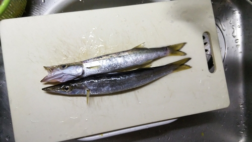 カマスの釣果