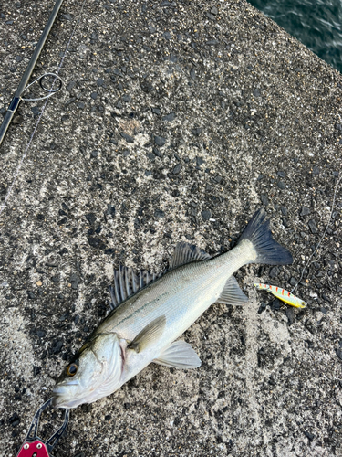 セイゴ（マルスズキ）の釣果