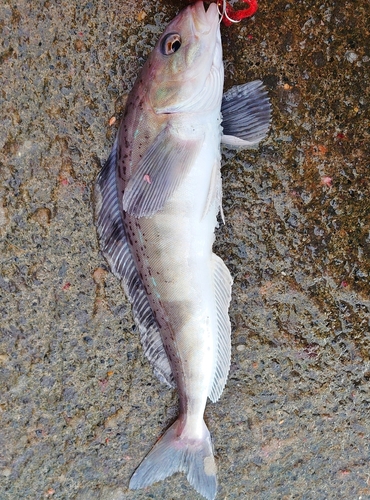 ホッケの釣果