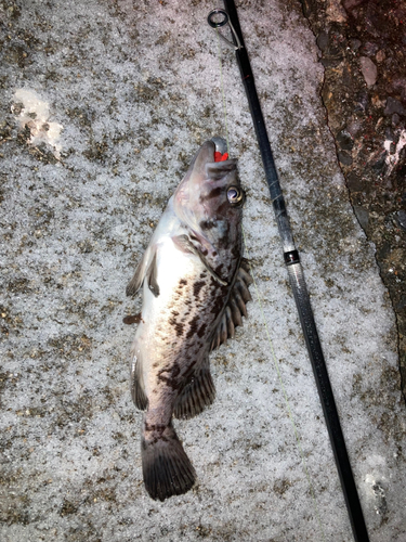 クロソイの釣果