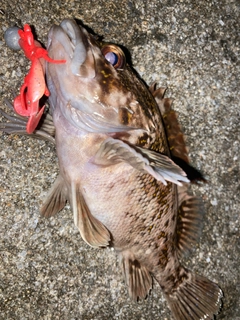 オウゴンムラソイの釣果