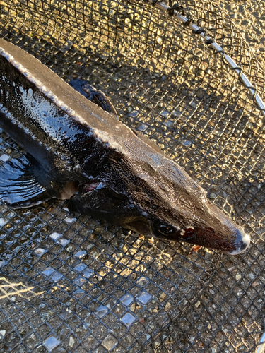 チョウザメの釣果