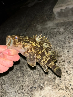 タケノコメバルの釣果