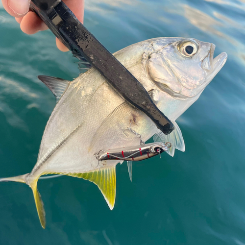 メッキの釣果