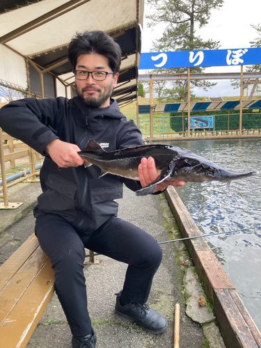 チョウザメの釣果