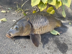 コイの釣果