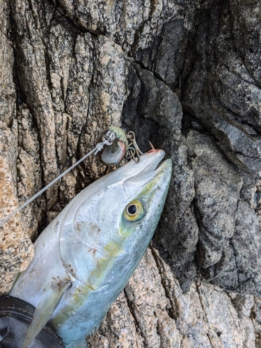 ヤズの釣果