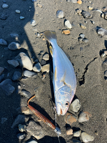 ニベの釣果