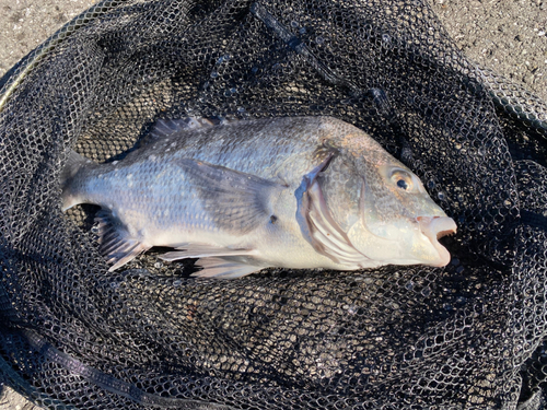 クロダイの釣果