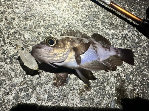 アカメバルの釣果