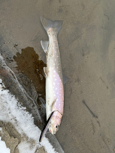 アメマスの釣果