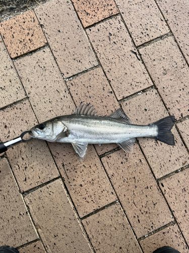 スズキの釣果