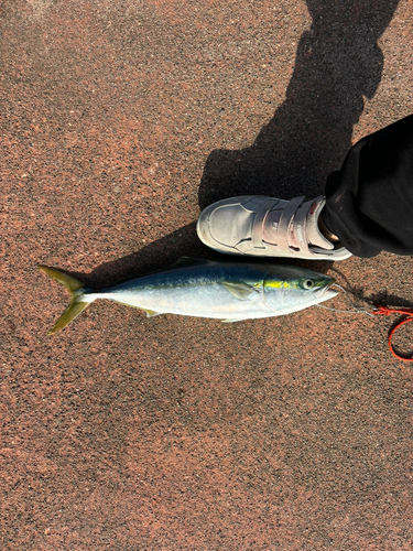 ワラサの釣果