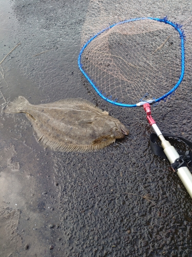 ヒラメの釣果