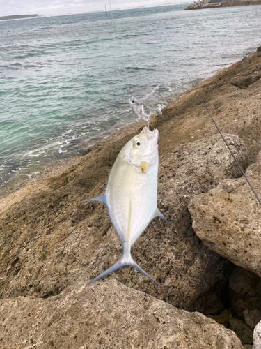 カスミアジの釣果