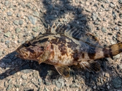 タケノコメバルの釣果