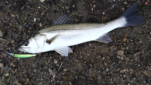 フッコ（マルスズキ）の釣果