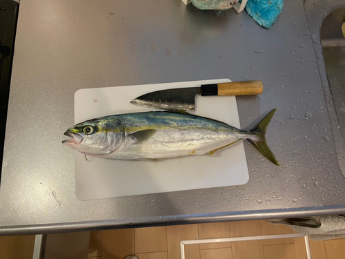 ツバスの釣果