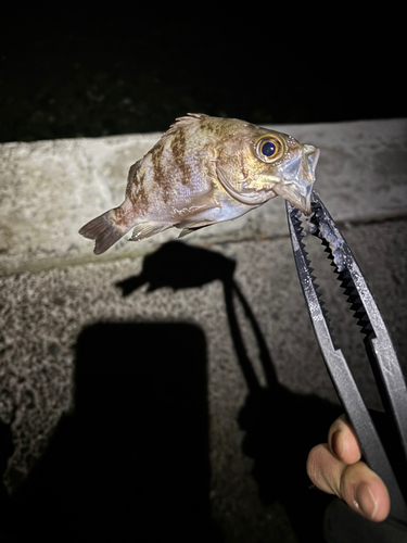 メバルの釣果