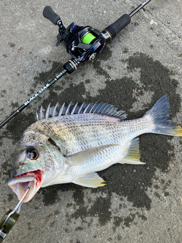 キビレの釣果