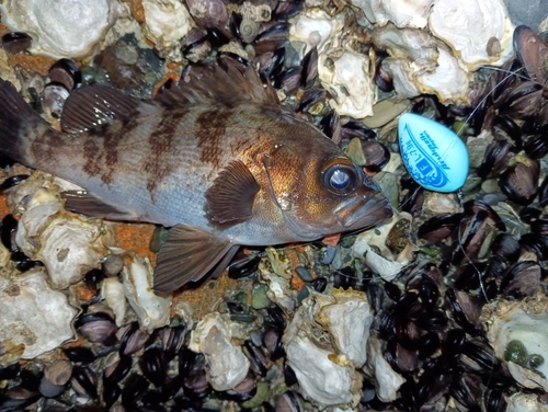 メバルの釣果