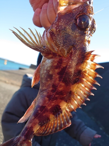 カサゴの釣果