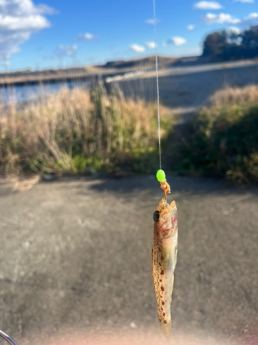 サビハゼの釣果