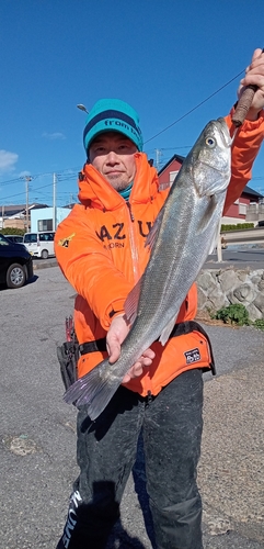 スズキの釣果