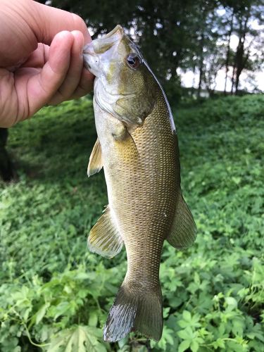 スモールマウスバスの釣果