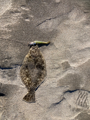 ソゲの釣果