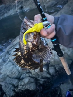 ベッコウゾイの釣果