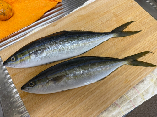 ツムブリの釣果