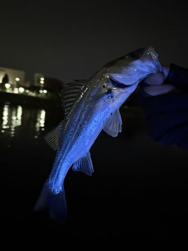 スズキの釣果