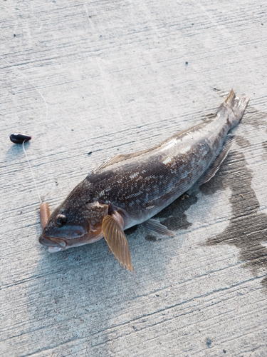 アイナメの釣果