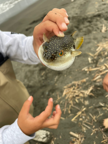 フグの釣果