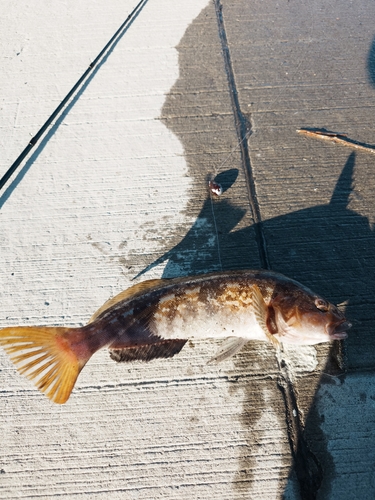 アイナメの釣果