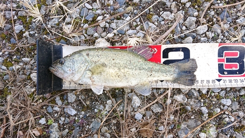 ブラックバスの釣果