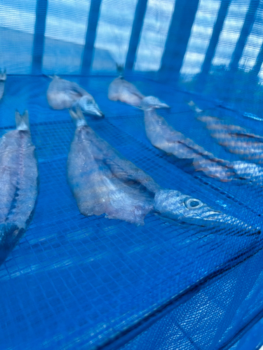 カマスの釣果