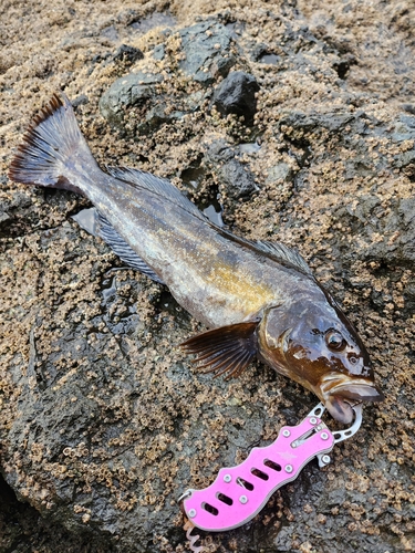 アブラコの釣果